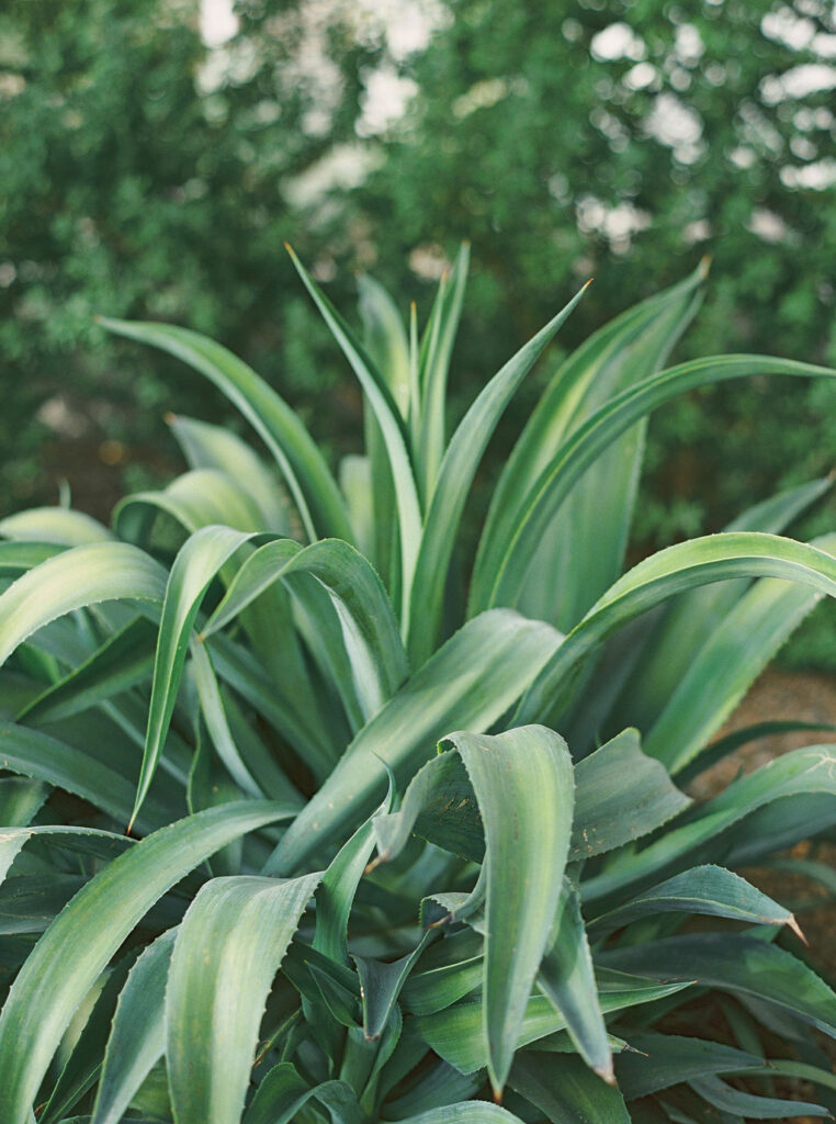 Green desert plant detail at Andaz Scottsdale wedding venue.