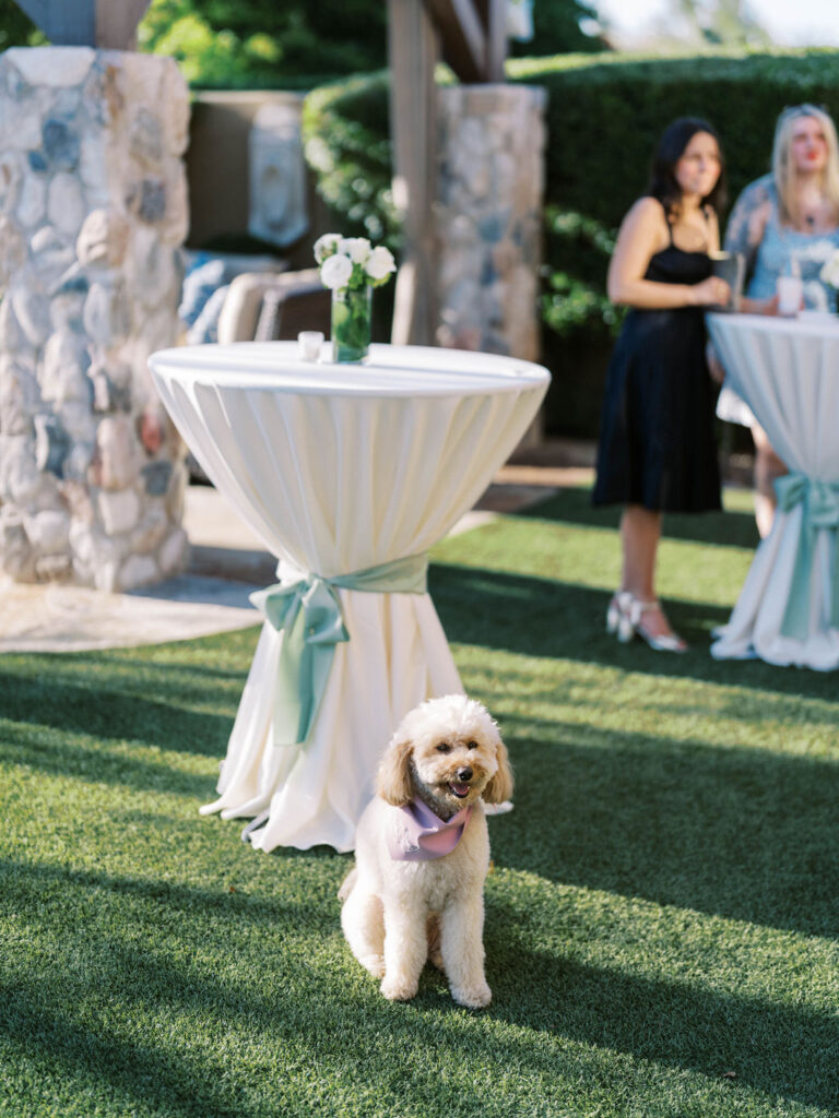 Dog under cocktail table at Silverleaf Masters Golf wedding welcome party Arizona